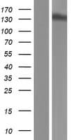 XPO5 / Exportin 5 Protein (Over-Expression Lysate Myc-DDK (Flag))