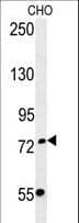 FBXO34 Antibody (aa600-629)
