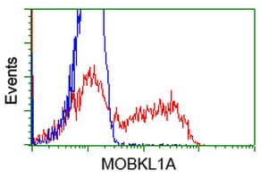 MOB1B / MOBKL1A Antibody (clone OTI1H8, Carrier-free)