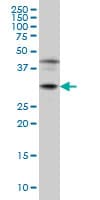 POU6F1 / BRN5 Antibody (clone 6H1)