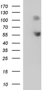 SIGLEC7 / CD328 Antibody (clone OTI1A12)
