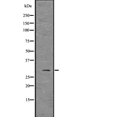FGF3 Antibody