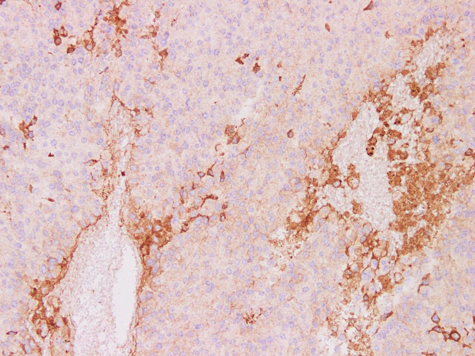 CD63 Antibody