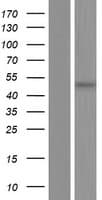 PCID2 Protein (Over-Expression Lysate Myc-DDK (Flag))