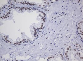 ZSCAN18 / ZNF447 Antibody (clone OTI2A9)