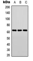 ELK1 Antibody (C-Terminus)