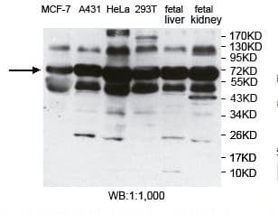MBD1 Antibody (C-Terminus)