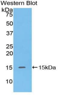 DEFA5 / Defensin 5 Antibody (aa20-94)