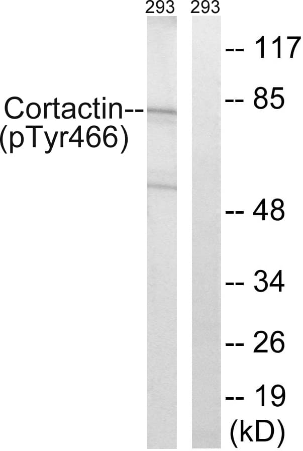 CTTN / Cortactin Antibody (phospho-Tyr466)
