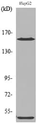 ROCK2 Antibody