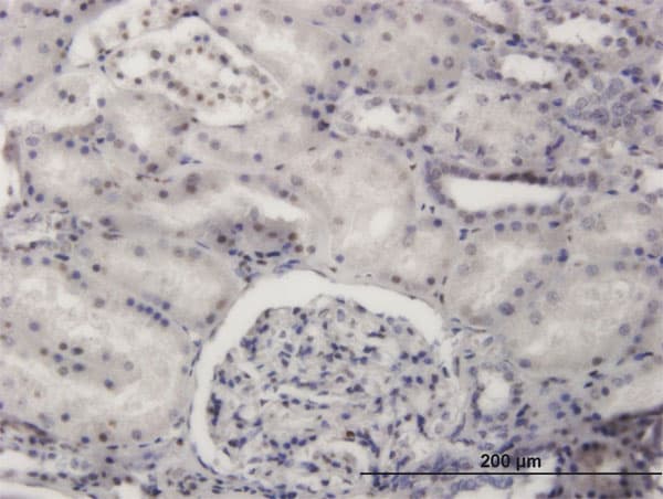 PRDM4 Antibody (clone 3E3)