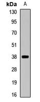 Polyclonal Rabbit anti-Human PDEF / SPDEF Antibody (WB)