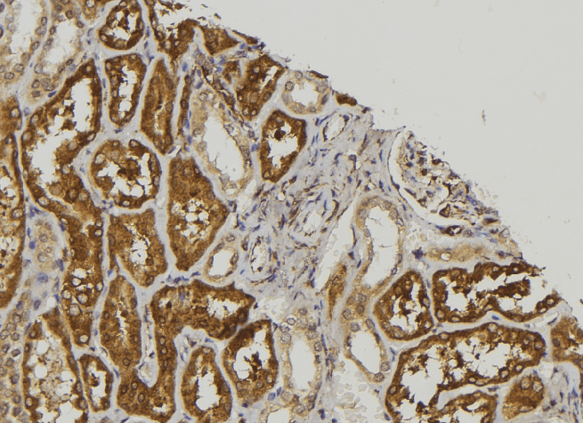 Complement C7 Antibody