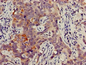 JAG1 / Jagged 1 Antibody