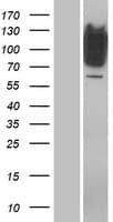 RFX / RFX1 Protein (Over-Expression Lysate Myc-DDK (Flag))