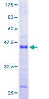 Human PRIM2 / DNA Primase Protein (Recombinant GST)