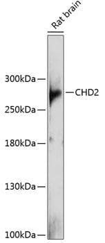 CHD2 Antibody