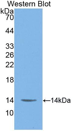 MIF Antibody (aa4-112)