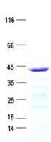 Human HNRNPCL1 Protein (Recombinant His, N-Terminal)