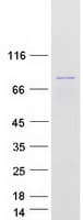 Human RACGAP1 / MGCRACGAP Protein (Recombinant Myc-DDK (Flag))