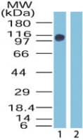 IHC-plus™ ZMYM2 / RAMP Antibody (aa1250-1300)