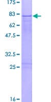 Human ZNF436 Protein (Recombinant GST)