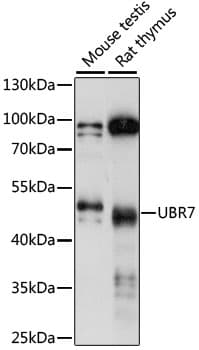 Polyclonal Rabbit anti-Human UBR7 / C14orf130 Antibody (WB)