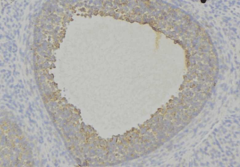 IHC-plus™ DCN / Decorin Antibody