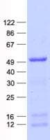 Human MAGEB1 Protein (Recombinant His, N-Terminal)
