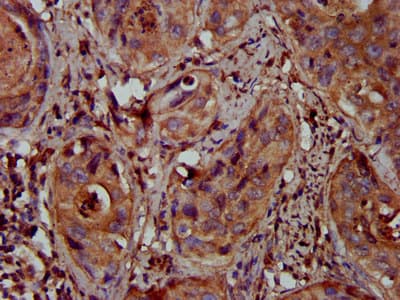MFAP4 Antibody