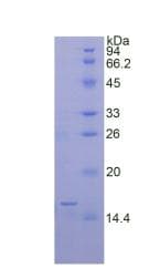 Rat BMP6 Protein (Recombinant His, N-Terminal)
