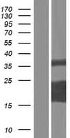C16orf45 Protein (Over-Expression Lysate Myc-DDK (Flag))