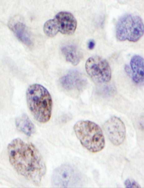 INTS8 Antibody (aa200-250)