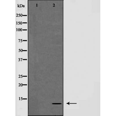 NDUFA4 Antibody