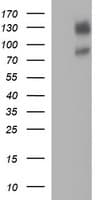 CD44 Antibody (clone OTI1G8)