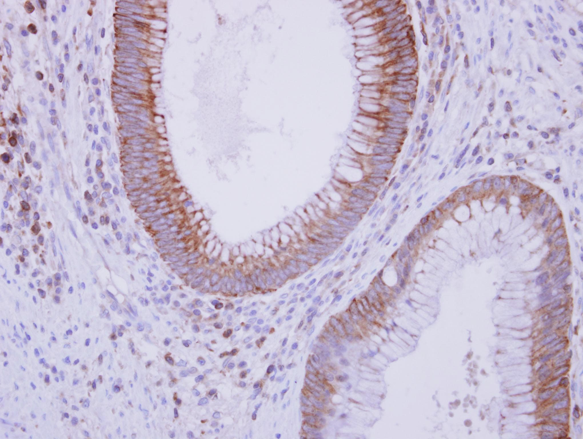 Complement C9 Antibody (Internal)