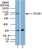 IHC-plus™ Polyclonal Rabbit anti-Human NLRX1 Antibody (aa580-630, IHC, WB)