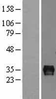 SEPT4 / Septin 4 Protein (Over-Expression Lysate Myc-DDK (Flag))