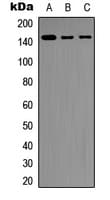 INPP5D / SHIP1 / SHIP Antibody (C-Terminus)