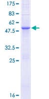 Human MOSPD1 Protein (Recombinant GST)