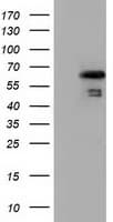 Monoclonal Mouse anti-Human NUMB Antibody (clone OTI1A7, IF, WB)
