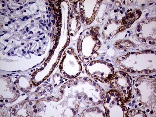 SEMA4D / Semaphorin 4D / CD100 Antibody (clone OTI8G5)