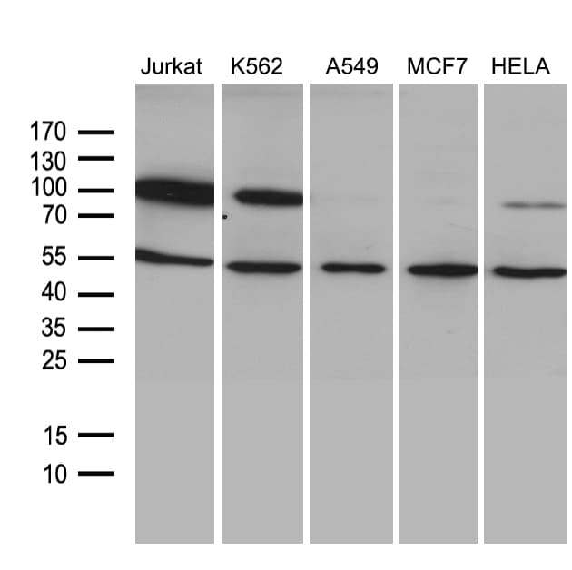 TCF12 / HEB Antibody (clone OTI4A1, Carrier-free)