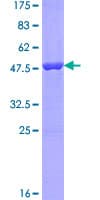 Human UBL4B Protein (Recombinant GST)