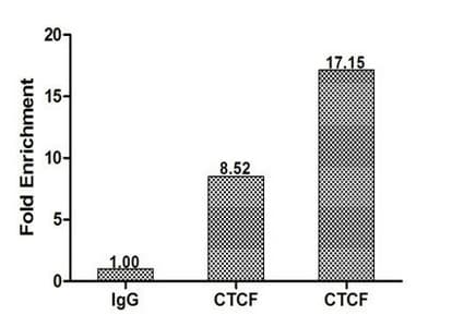 CTCF Antibody (aa1-260)