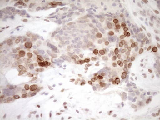 MED15 / ARC105 Antibody (aa393-679, clone OTI1C11)