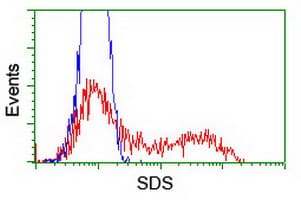 SDS Antibody (clone OTI4C3)