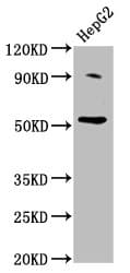 U2AF2 / U2AF65 Antibody