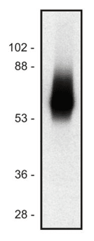 TRAT1 / TRIM Antibody (aa29-186, clone TRIM-04)