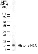 IHC-plus™ Histone H2A Antibody (aa1-15)